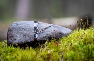 Kivi sammaleiden keskellä.