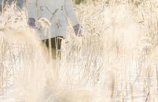 Ihminen kävelee jäällä kaislikossa