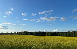 Kesäinen peltomaisema.