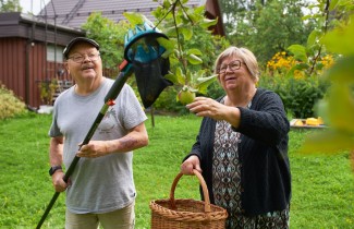 Ikäihmiset poimivat haaviin ja koriin omenoita