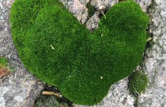 Uusi hyvinvointialuealoite.fi-verkkopalvelu edistää asukkaiden osallistumista hyvinvointialueen toimintaan  