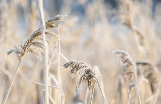Maisema kaislojen peittämästä rannasta.