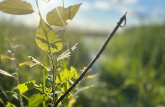 Kesäinen rantamaisema.