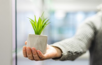 Ihminen ojentaa pientä kukkaruukkua, josta kasvaa eloisa kasvi. 