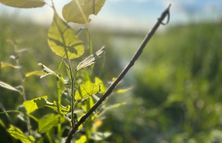 Niityllä kasvaa tuoreita kasvien versoja.