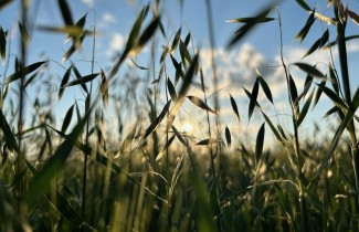 Lähikuva heinäpellosta sinistä taivasta vasten.