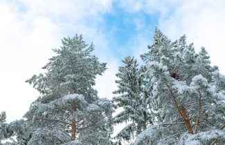 Talvinen metsämaisema. 