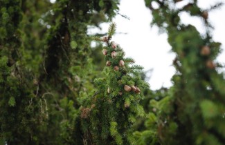 Kuusipuut metsässä.