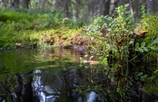Keskisuomalainen metsämaisema.