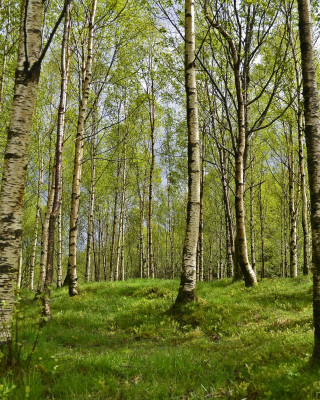 Metsäinen koivumaisema.