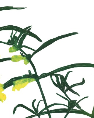 Novan sairaalataidetta, Keski-Suomen Sairaala Nova / Aino-Kaarina Pajar