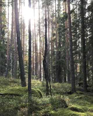 Auringonvaloa puunrunkojen välissä metsässä.