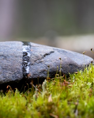 kivi sammalmättäällä