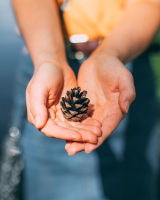 Ihminen pitää käpyä käsissään.