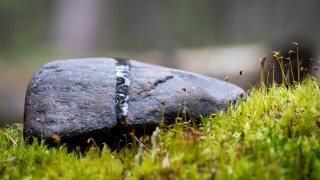 Kivi sammaleiden keskellä.