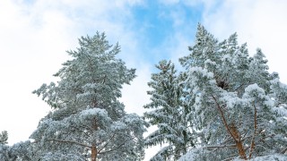 Pakkaskuva mäntyjen latvoista