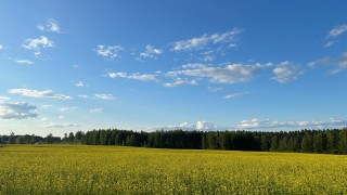 Kesäinen peltomaisema.