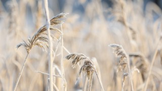 Maisema kaislojen peittämästä rannasta.
