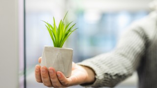 Ihminen ojentaa pientä kukkaruukkua, josta kasvaa eloisa kasvi. 