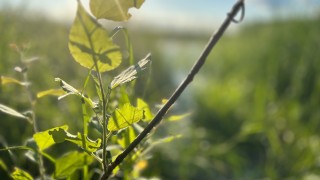 Niityllä kasvaa tuoreita kasvien versoja.