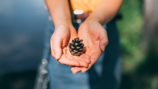 Ihminen pitää käpyä käsissään.