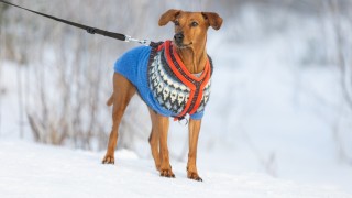 Koira seisomassa talvella ulkona.