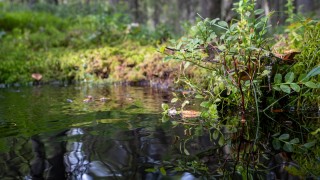 Keskisuomalainen metsämaisema.