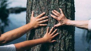 Kolmen ihmisen kädet koskettavat vanhan puun runkoa.