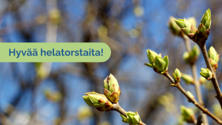 Puunoksia joissa vihreitä silmuja. Etuosassa teksti 'Hyvää helatorstaita!'