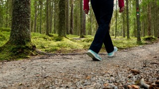 Metsäinen polku