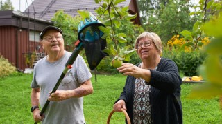 Senioripariskunta poimii omenoita puutarhassa, apuna haavi ja kori