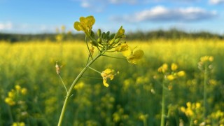 Kesäinen kukka pellolla.